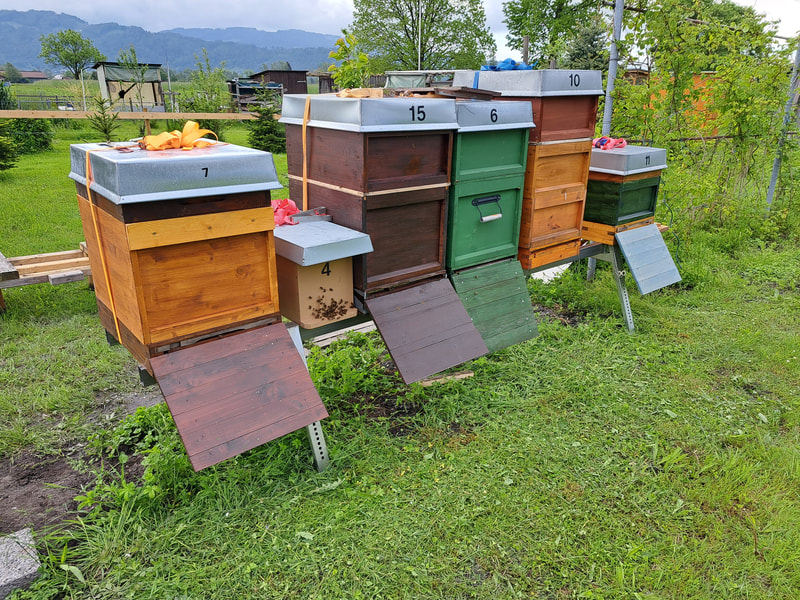 Bienenstand Honglermoos, Diepoldsau (CH)