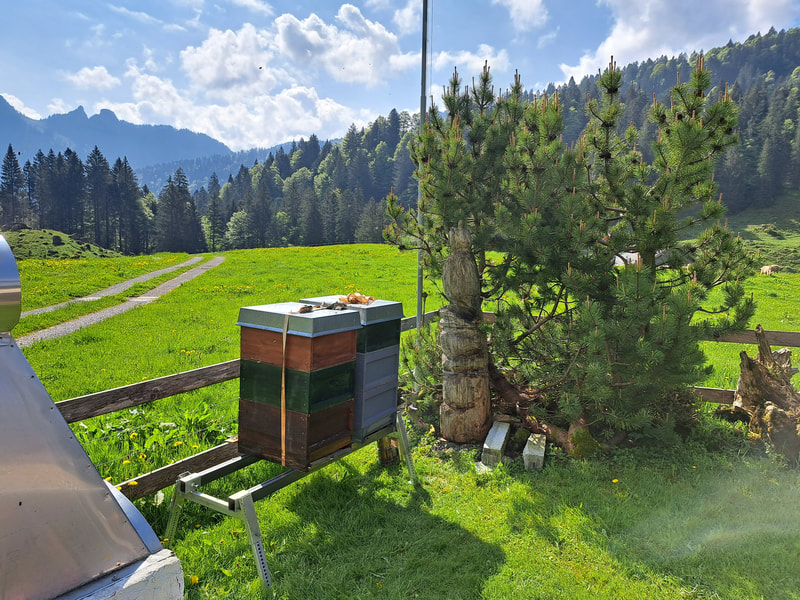 Bienenstand Alp Perfiren, 1100 m. ü. M., Toggenburg (CH)
