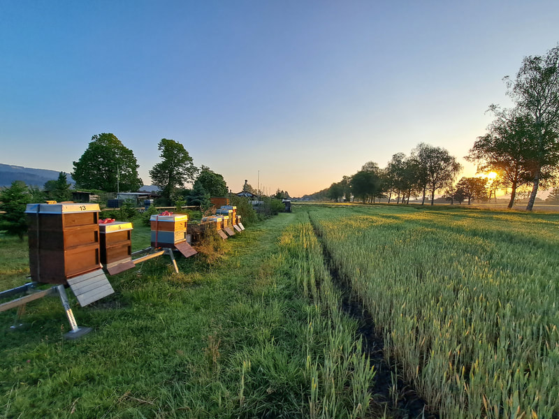 Bienenstand Honglermoos, Diepoldsau (CH)